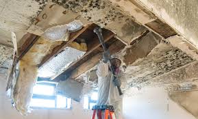 Trusted Lockport Heights, IL Mold Removal & Remediation Experts